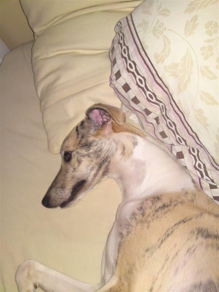 Whippet Hugo  - Indtager sengen om morgenen :-) billede 12
