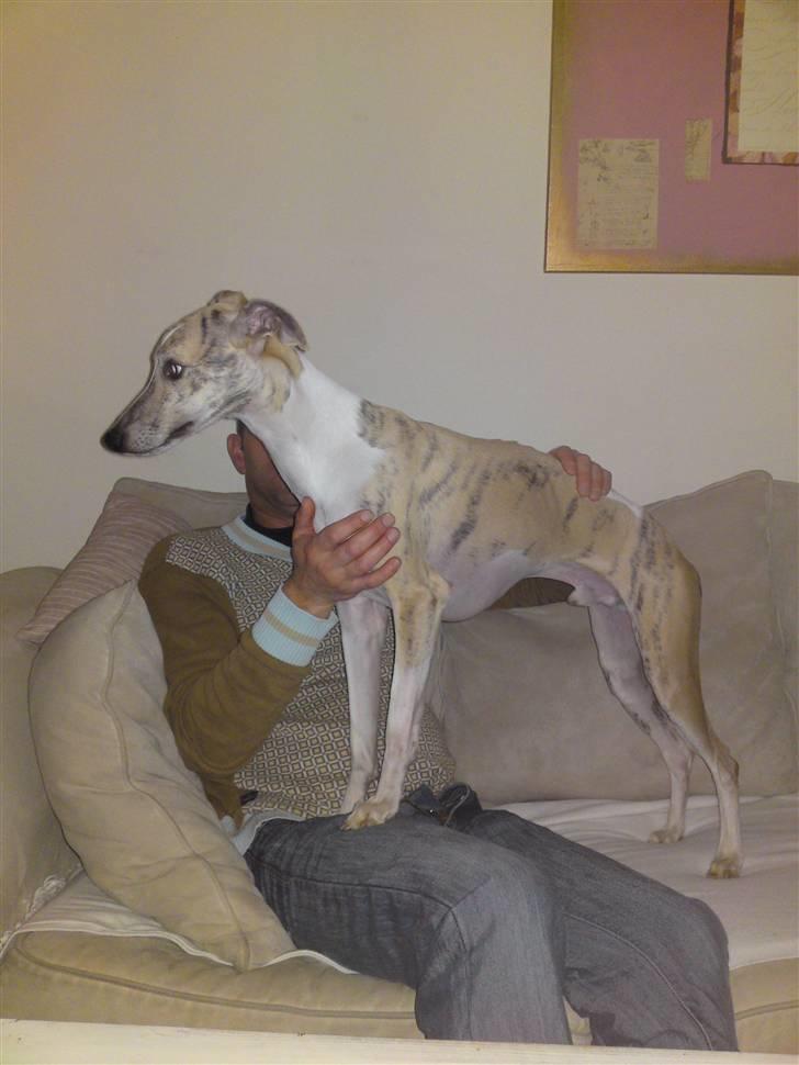 Whippet Hugo (Himmelhund) - Lige ankommet :-) billede 13