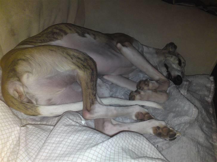 Whippet Hugo  - sove sove sove :-) billede 14
