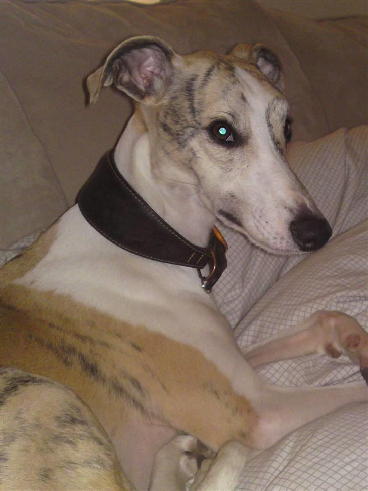Whippet Hugo (Himmelhund) - smuk :-) billede 15