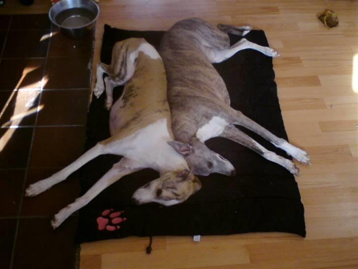 Whippet Hugo (Himmelhund) - to drenge foran brændeovnen :-) billede 16