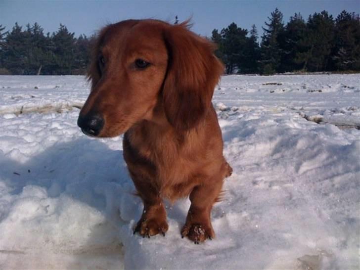 Gravhund Åbjergs Aroija - Simba - Simba der lige er ude i marbæk :) han Elsker sne billede 12