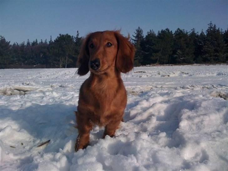 Gravhund Åbjergs Aroija - Simba billede 13