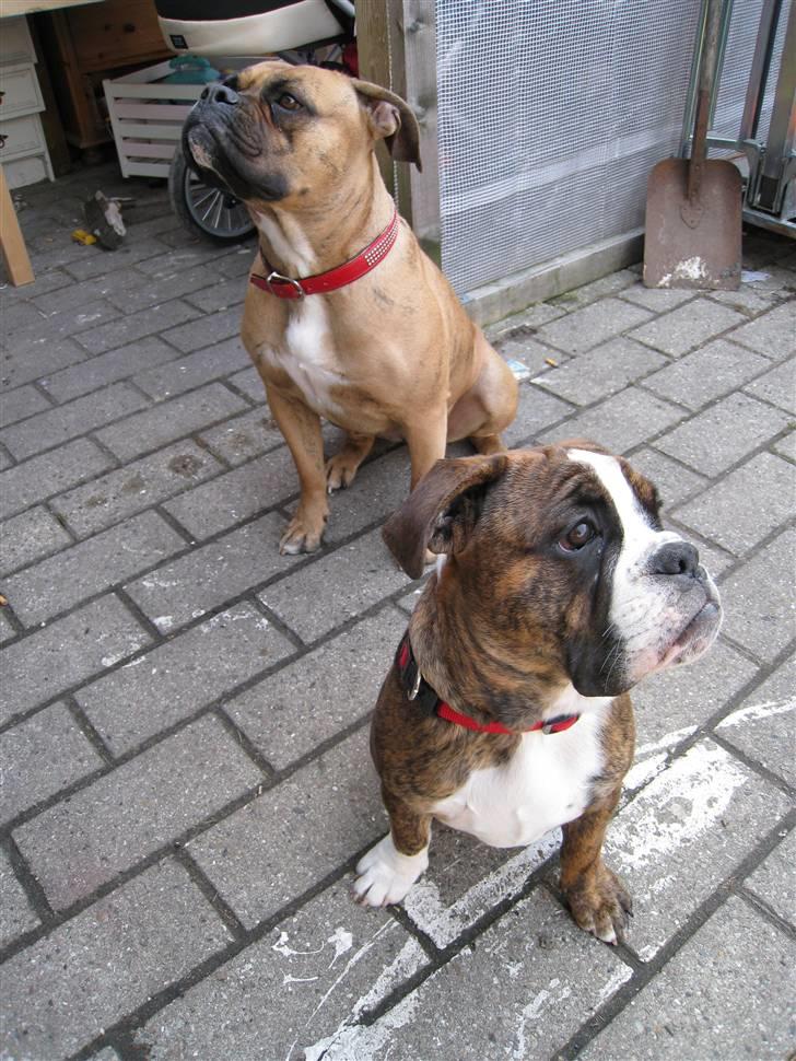 Olde english bulldogge Bullforce Luna Athlet "RIP" billede 4