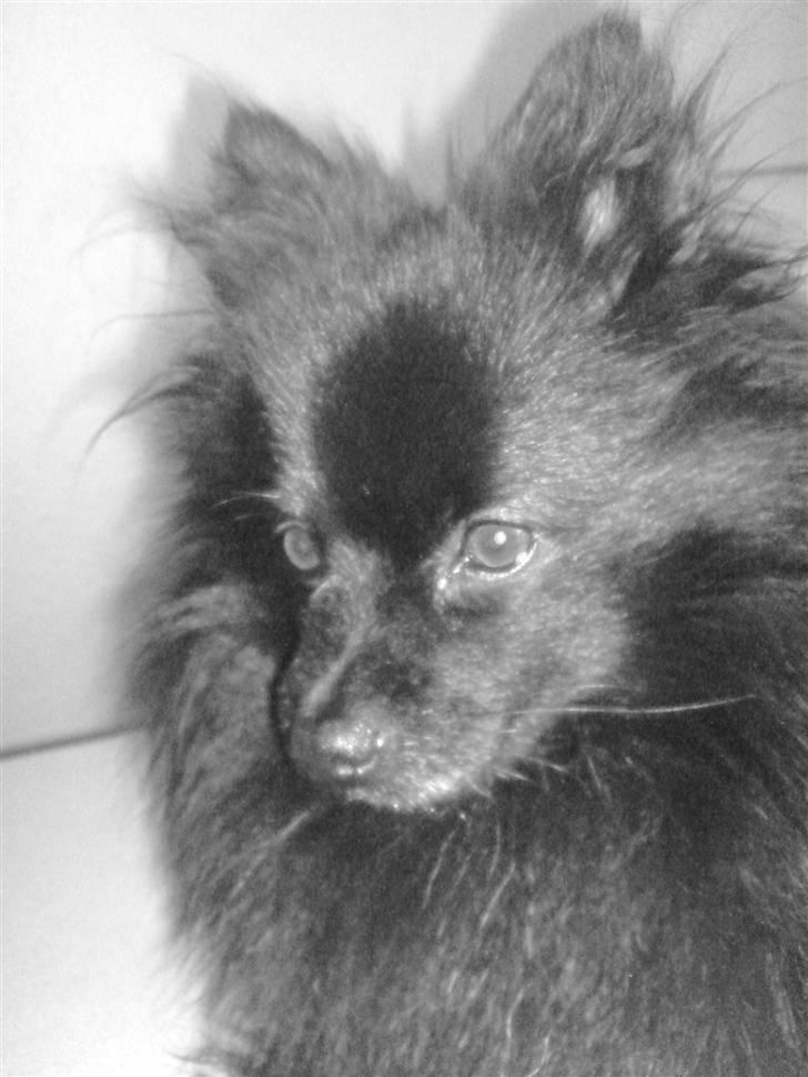 Pomeranian Himmelhunden -Lucky-  - Smukke Lucky billede 3
