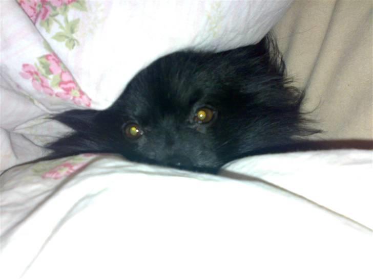 Pomeranian Himmelhunden -Lucky-  - Elsker at putte i dynerne billede 4