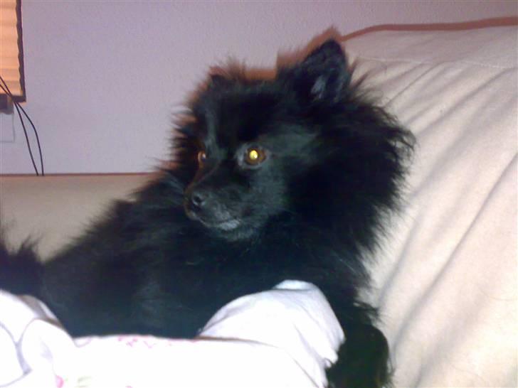 Pomeranian Himmelhunden -Lucky-  - Hehe... Sidder lige og feder den af i sofaen... billede 6