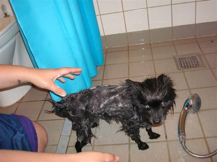Pomeranian Himmelhunden -Lucky-  - Er jeg ikke øm når jeg er i bad? billede 8