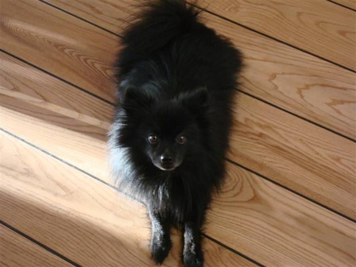 Pomeranian Himmelhunden -Lucky-  - Er jeg ikke smuk? billede 10