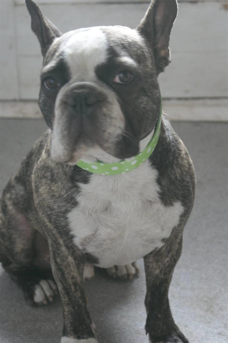 Fransk bulldog Monster billede 1