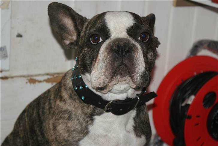 Fransk bulldog Monster billede 2