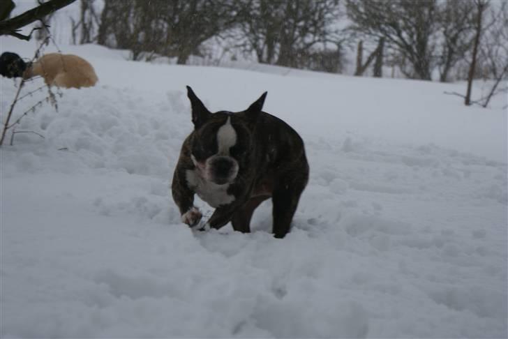 Fransk bulldog Monster billede 3