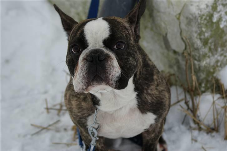 Fransk bulldog Monster billede 4