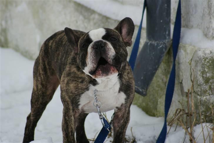 Fransk bulldog Monster billede 5