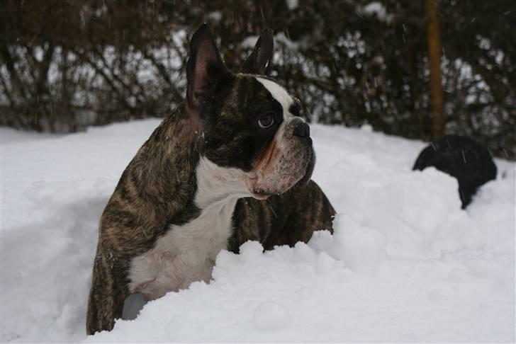 Fransk bulldog Monster billede 6