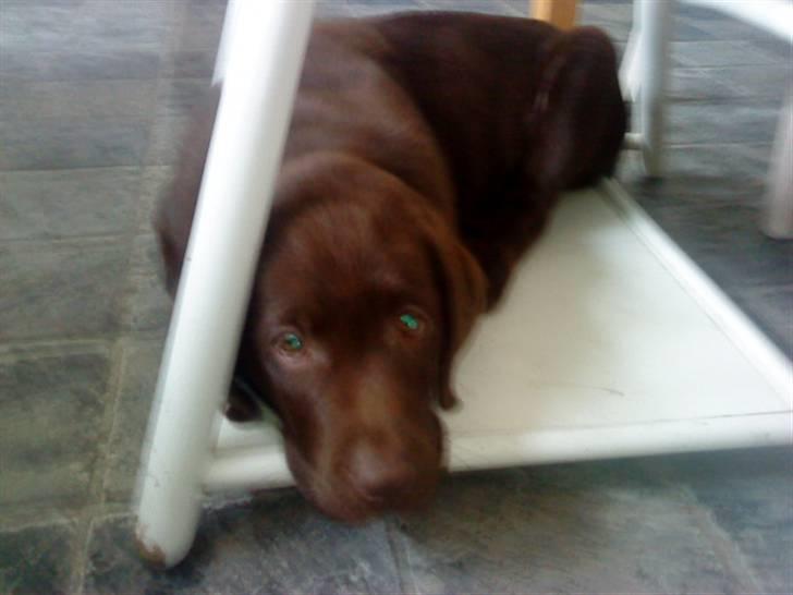 Labrador retriever chivas<33 R.I.P :'( :'( - jeger altså træt nu efter a ha været med ude i haven ;D <3  billede 11