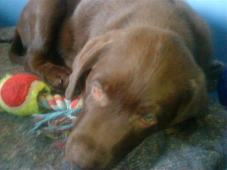 Labrador retriever chivas<33 R.I.P :'( :'( - elsker dig sq mulle <3  billede 13