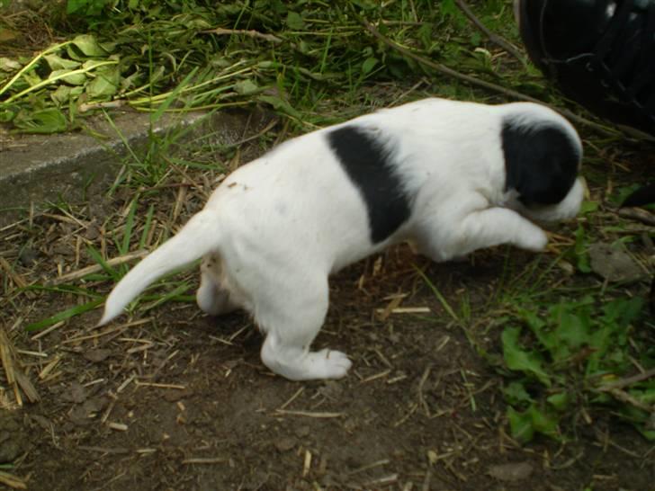 Blanding af racer *Lone* prinzezze!<3 billede 6