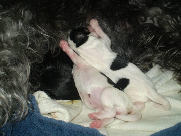 Blanding af racer *Lone* prinzezze!<3 billede 8