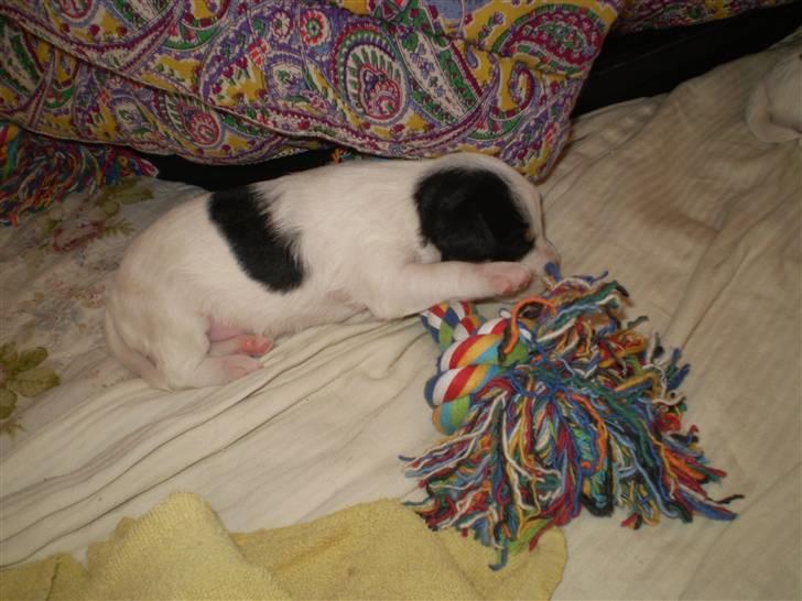 Blanding af racer *Lone* prinzezze!<3 billede 9