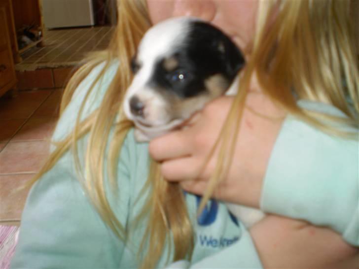 Blanding af racer *Lone* prinzezze!<3 billede 10