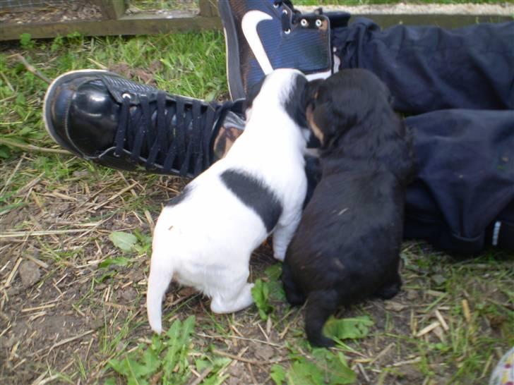 Blanding af racer *Lone* prinzezze!<3 billede 11