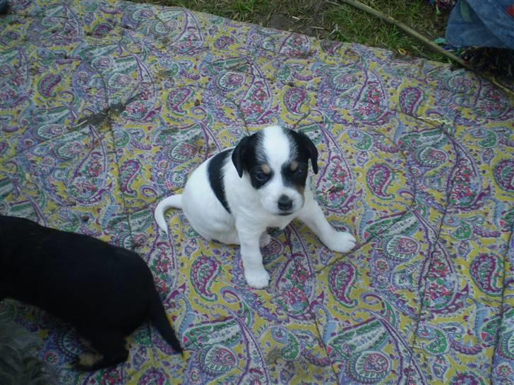 Blanding af racer *Lone* prinzezze!<3 billede 12