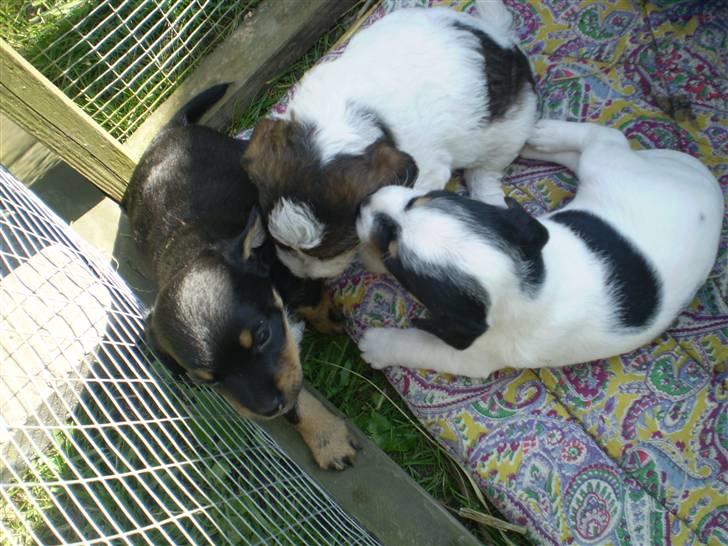 Blanding af racer *Lone* prinzezze!<3 billede 13