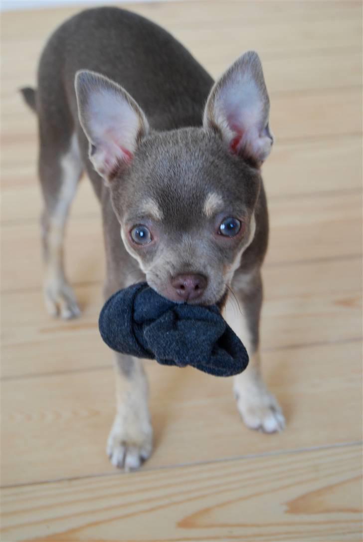 Chihuahua Kayla - "Skal vi lege?" billede 14