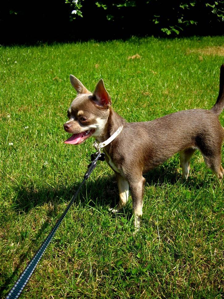 Chihuahua Kayla - "Er der slet ikke nogen der vil lege med lille mig?" billede 15