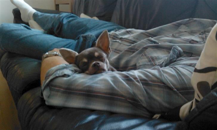 Chihuahua Kayla - Kayla får en lille lur i min fars arme - der er da ikke noge bedre :-)) billede 16