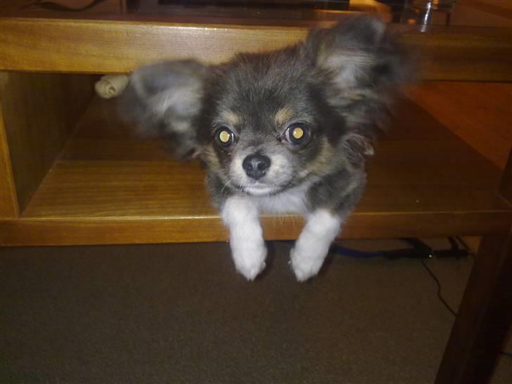 Chihuahua Novak von Lömmel billede 15