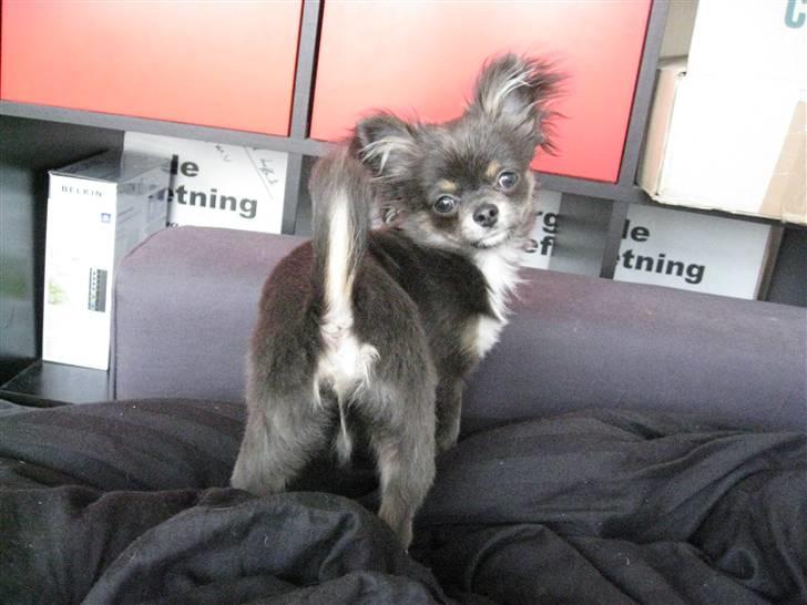 Chihuahua Novak von Lömmel - 5 måneder gammel, og han bliver kun frækkere :D billede 16