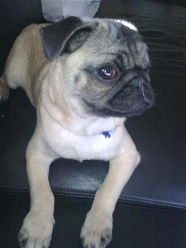 Mops Kaizer *R.I.P* billede 4