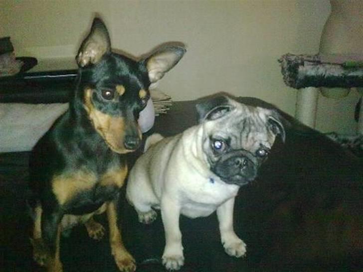 Mops Kaizer *R.I.P* billede 6