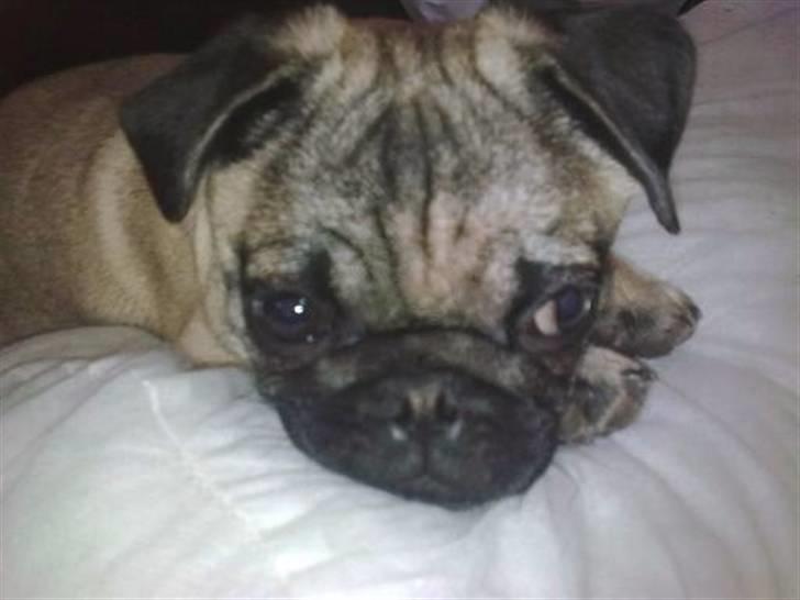 Mops Kaizer *R.I.P* billede 1