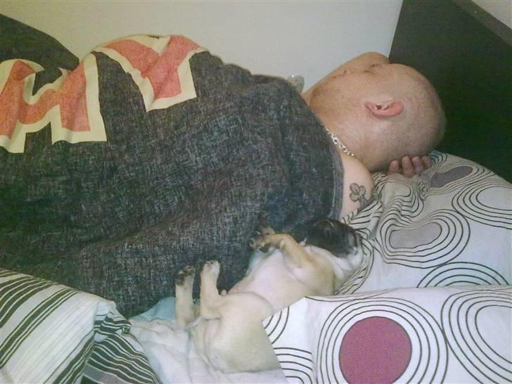 Mops Kaizer *R.I.P* billede 8