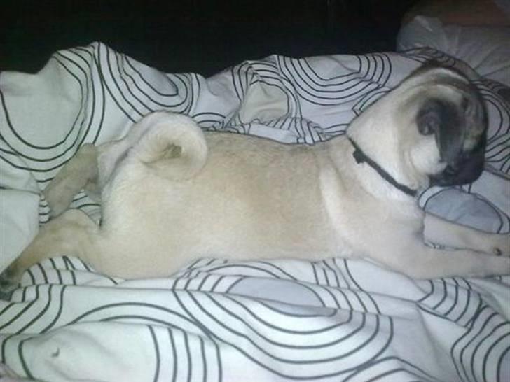 Mops Kaizer *R.I.P* billede 3