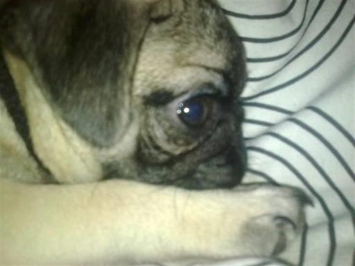 Mops Kaizer *R.I.P* billede 7