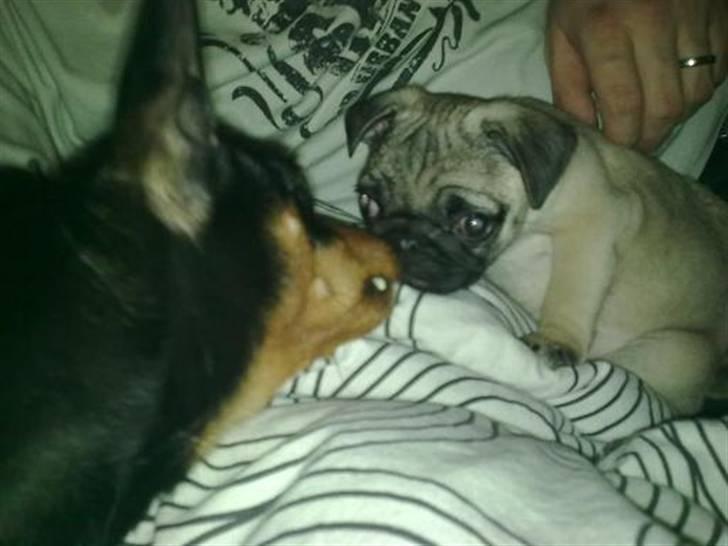 Mops Kaizer *R.I.P* billede 5