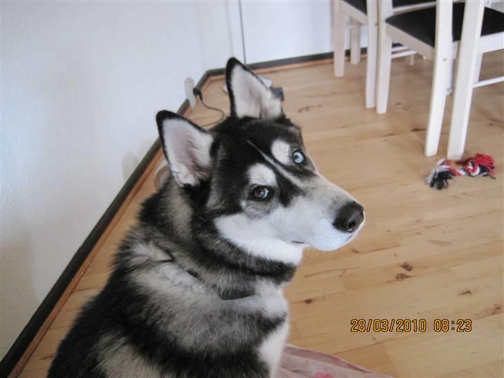 Siberian husky Kato billede 11