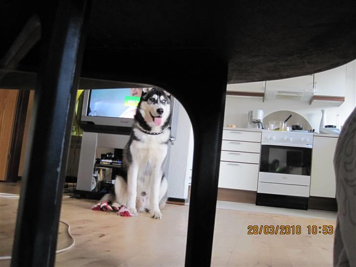 Siberian husky Kato billede 12