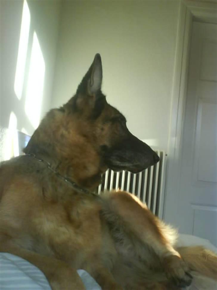 Schæferhund fie<3 ~R.I.P ~ - et af de sidste billeder.  billede 7