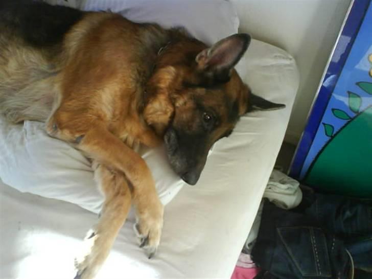 Schæferhund fie<3 ~R.I.P ~ - et af de sidste billeder.  billede 8