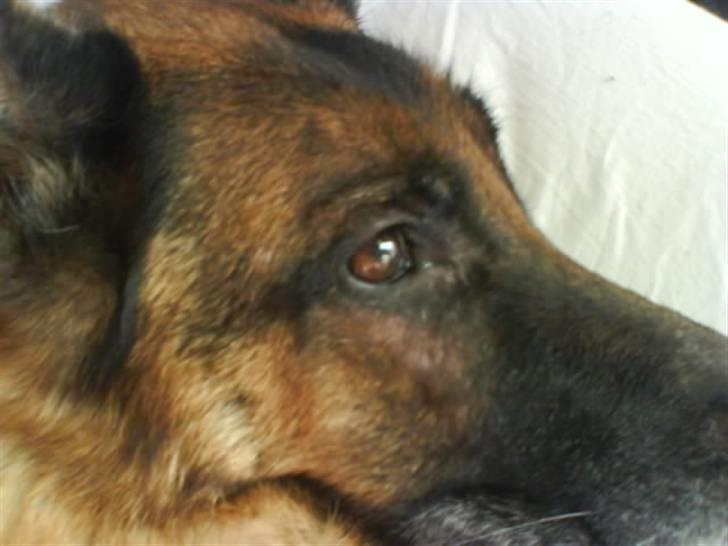 Schæferhund fie<3 ~R.I.P ~ - et af de sidste billeder.  billede 10