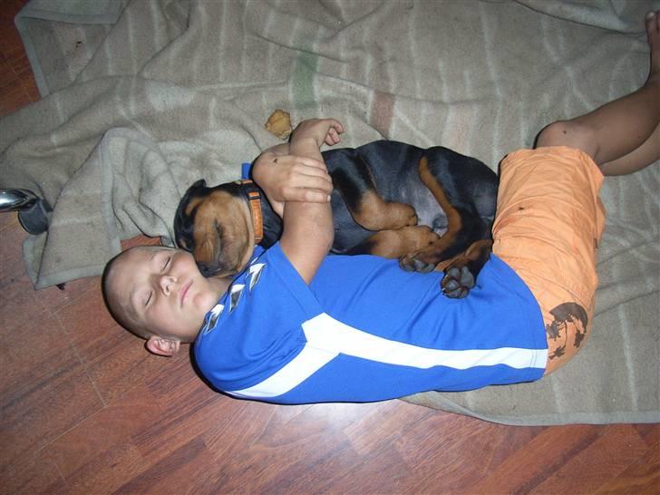 Rottweiler Kåre billede 16