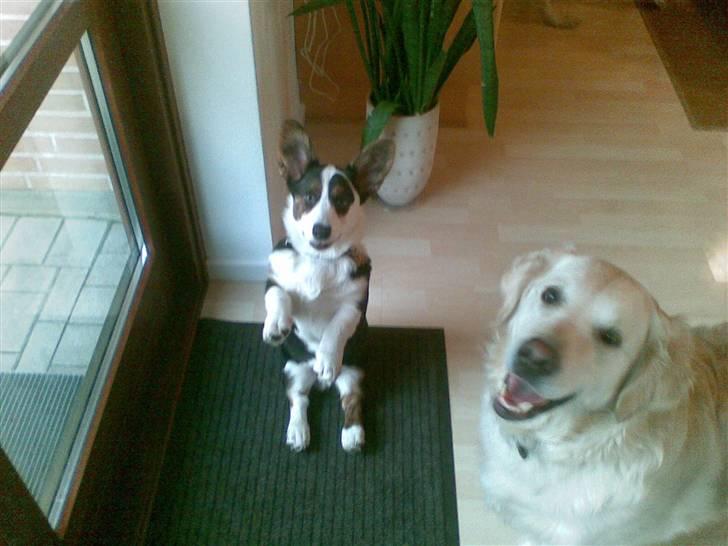 Welsh corgi cardigan Faarup Indy - AFLIVET - Se mor, jeg kan sidde pænt.. :) billede 17