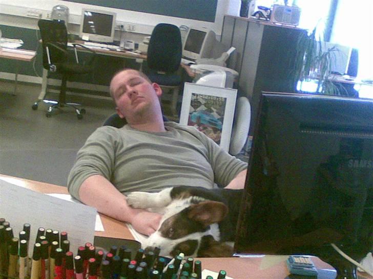 Welsh corgi cardigan Faarup Indy - AFLIVET - Far og Indy sover ude på arbejdet.. Indy lå og trykkede ned på tastaturet.. :) billede 18