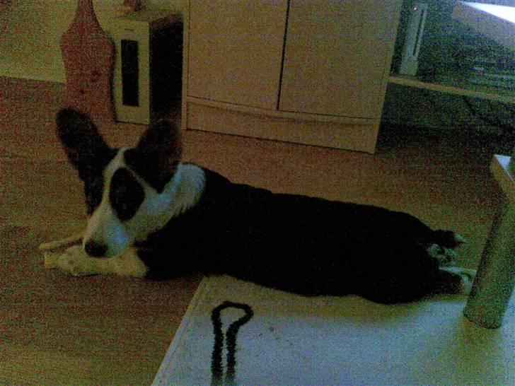 Welsh corgi cardigan Faarup Indy - AFLIVET - Hej :) billede 20