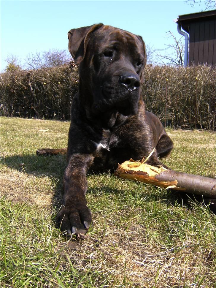 Mastiff Becker <3† Himmelhund †<3 billede 16